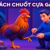 Cách chuốt cựa gà chuẩn thần chiến – Tuyệt kỹ sinh tử cho dân chơi 89BET