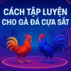 Cách tập luyện cho gà đá cựa sắt chuẩn nhà nghề – Bí kíp lên đỉnh chiến thắng tại 89BET