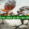 Cách Nuôi Gà Đá Cựa Sắt – Bí Quyết Vàng Cho Game Thủ Tại 89BET