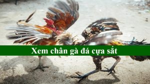 Xem chân gà đá cựa sắt