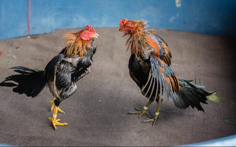 Cách chăm sóc gà sau khi đá về – Bí kíp phục hồi nhanh, thắng lớn từ 89bet 3 Chăm sóc gà đá