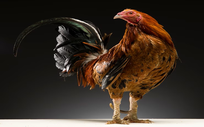 Cách tập luyện cho gà đá cựa sắt chuẩn nhà nghề – Bí kíp lên đỉnh chiến thắng tại 89BET 3 Tập luyên gà đá cựa sắt